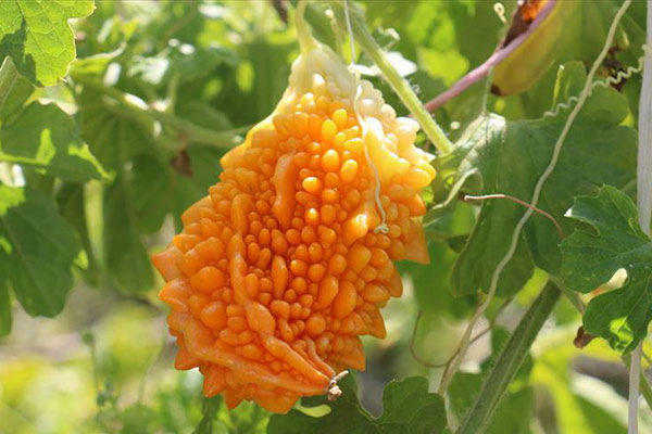Kudret Narı