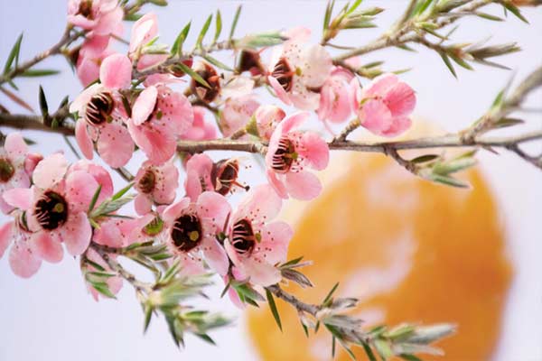 Manuka Balı Faydaları