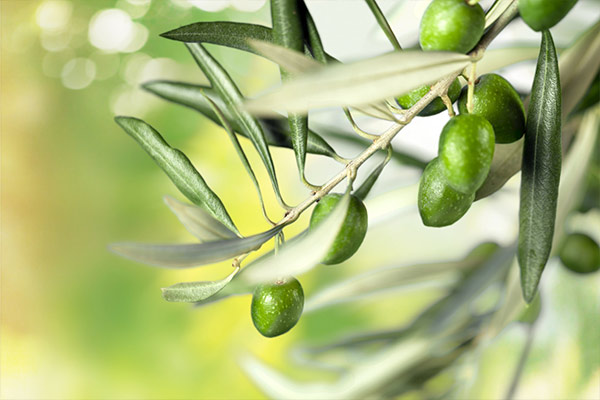 Virüse Karşı Zeytin Çayı Yapımı